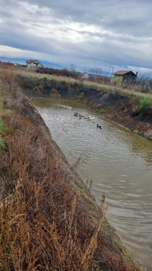 Rațe și gâște de vânzare - imagine 4