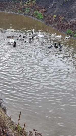 Rațe și gâște de vânzare - imagine 2