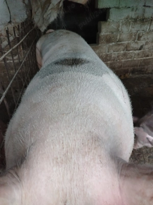 Porci de vanzare - imagine 2