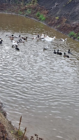 Rațe și gâște de vânzare - imagine 3