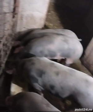 Vând porci grași  - imagine 4