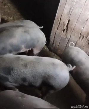Vând porci grași  - imagine 3