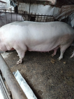Porci de vanzare - imagine 3