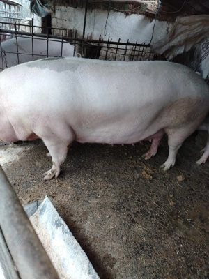 Porci de vanzare - imagine 4