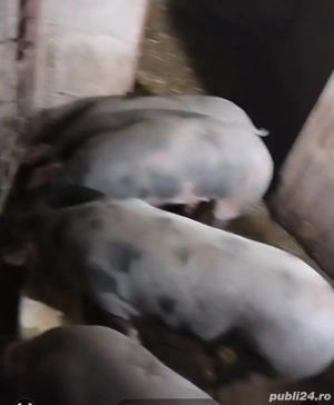 Vând porci grași  - imagine 2