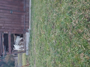 Vând 2 femele ciobănesc de Bucovina  - imagine 4