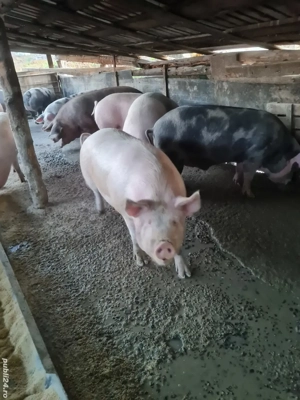 Vând  porcii de casă  - imagine 2