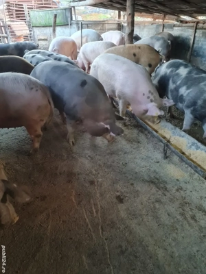 Vând  porcii de casă  - imagine 5