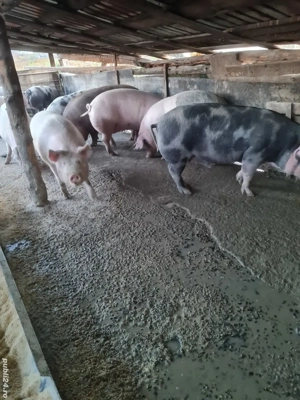 Vând  porcii de casă  - imagine 4