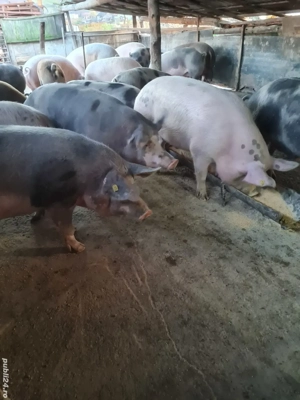 Vând  porcii de casă  - imagine 3