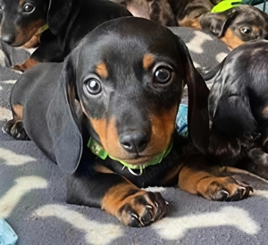 Teckel pitic transport gratuit în țară 