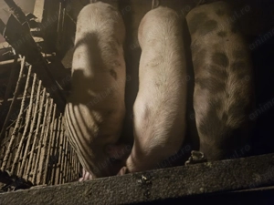 Porci de vanzare - imagine 2