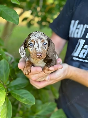 Teckel pitic arlechin transport gratuit 