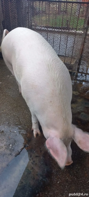 Porci de vânzare în Gorj 