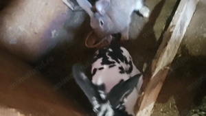 Iepuri de vanzare  - imagine 4