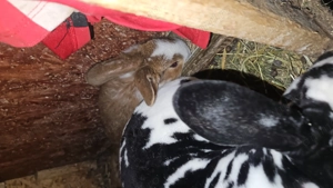 Iepuri de vanzare  - imagine 2