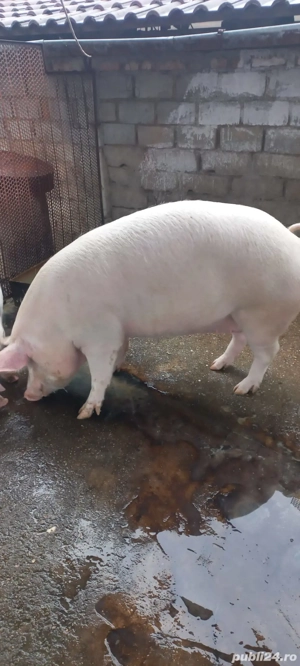 Porci de vânzare în Gorj  - imagine 3