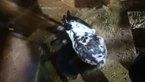 Iepuri de vanzare  - imagine 5