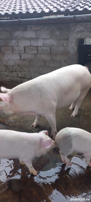 Porci de vânzare în Gorj  - imagine 2