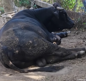 Vând carcasă de vițel