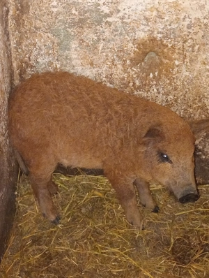 Purcei Mangalița rasă pură  - imagine 3