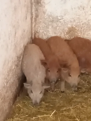 Purcei Mangalița rasă pură  - imagine 7