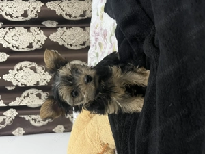 Yorkshire terrier talie mică  - imagine 3
