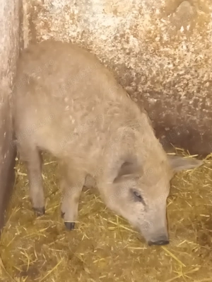 Purcei Mangalița rasă pură  - imagine 5