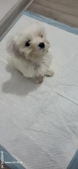pui adorabil de Bichon Maltez - imagine 2