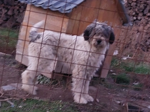 Vand femela mioritica