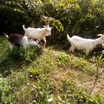 De vânzare țap de doi ani jumate rasa sannen și un țap de aproape zece luni, doar 15 lei pe kg.. 