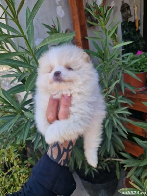 pomeranian mini