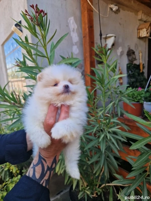 pomeranian mini - imagine 2