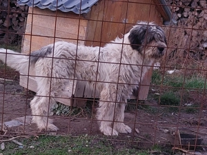 Vand femela mioritica - imagine 3