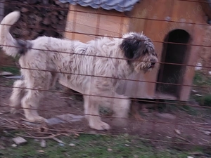 Vand femela mioritica - imagine 4