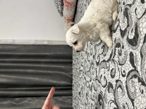 Vând pui bichon maltez  - imagine 4