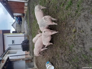 porci cresciti in gospodarie - imagine 3