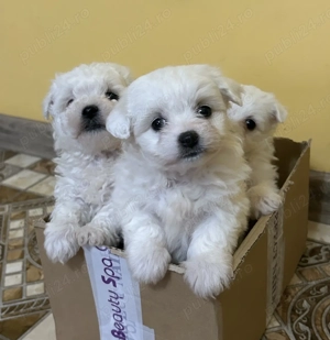 Vând pui bichon maltez 
