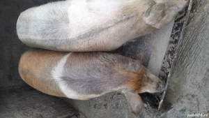 porci cresciti in gospodarie - imagine 2