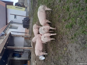 porci cresciti in gospodarie - imagine 4