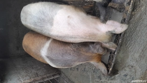 porci cresciti in gospodarie