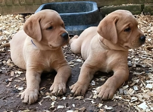 Labrador retriever transport gratuit 