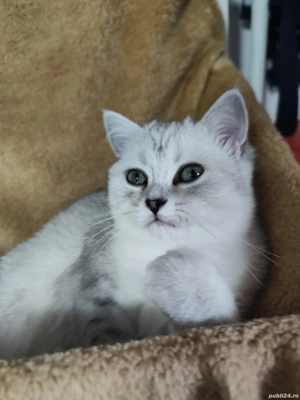 British Shorthair Silver - imagine 2