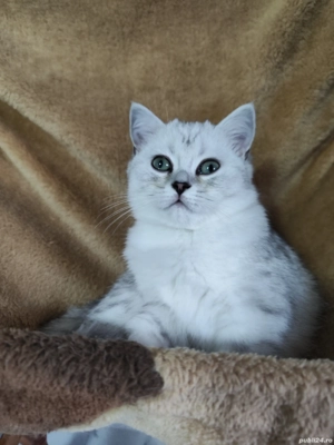 British Shorthair Silver - imagine 3