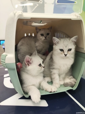 British Shorthair Silver - imagine 4