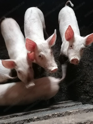 De vânzare purceluși  - imagine 2