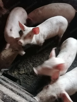 De vânzare purceluși 