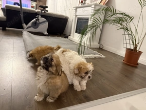 Vand catei pechinezi - imagine 2