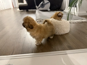 Vand catei pechinezi - imagine 4