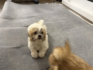 Vand catei pechinezi - imagine 5